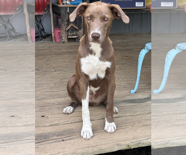 Medium Photo #1 German Pinscher-Unknown Mix Puppy For Sale in Wakefield, RI, USA