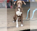 Small German Pinscher Mix