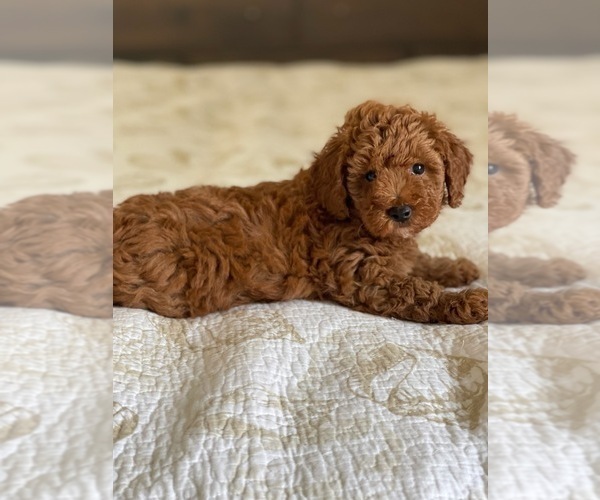 Medium Photo #2 Poodle (Miniature) Puppy For Sale in LOXAHATCHEE, FL, USA
