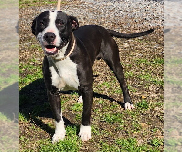 Medium Photo #1 Bulldog-Unknown Mix Puppy For Sale in Wetumpka, AL, USA