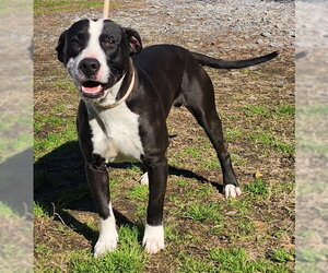 Bulldog-Unknown Mix Dogs for adoption in Wetumpka, AL, USA