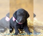 Small Photo #6 Labrador Retriever Puppy For Sale in LINCOLN UNIV, PA, USA