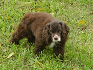 Cocker Spaniel Puppy for sale in BEECH ISLAND, SC, USA