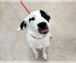 Small #1 Collie Mix