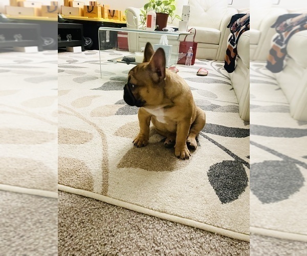 Medium Photo #42 French Bulldog Puppy For Sale in DAVIE, FL, USA