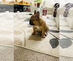 Small Photo #42 French Bulldog Puppy For Sale in DAVIE, FL, USA