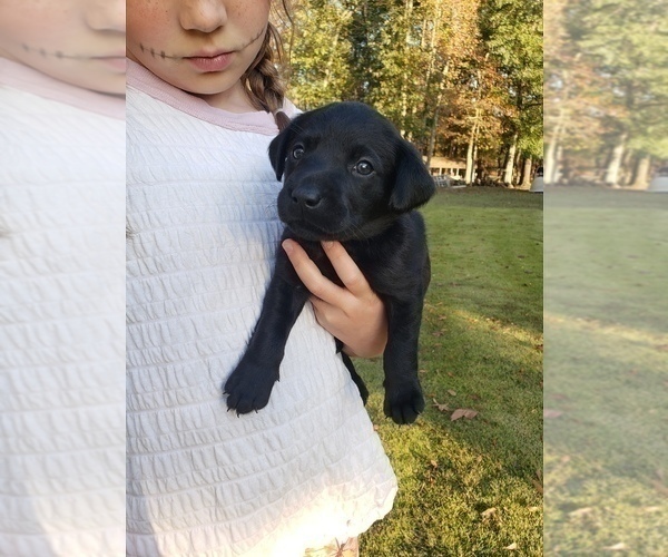Medium Photo #13 Labrador Retriever Puppy For Sale in FAYETTEVILLE, GA, USA