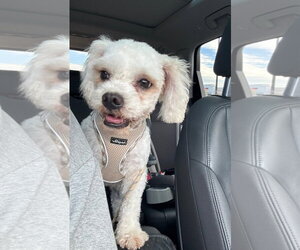 Cotton - Male Poodle (Miniature)-Unknown Mix Dog for Adoption - Photo #2