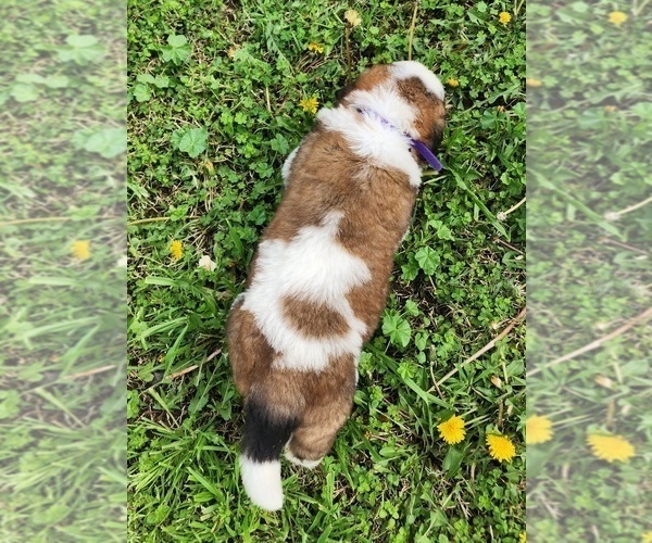 Medium Photo #51 Saint Bernard Puppy For Sale in TURLOCK, CA, USA
