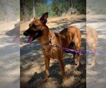 Small #1 German Shepherd Dog Mix