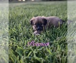 Small Photo #16 Miniature Australian Shepherd-Mutt Mix Puppy For Sale in WACO, TX, USA