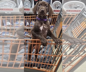 German Shorthaired Pointer-Vizsla Mix Litter for sale in HOMER GLEN, IL, USA