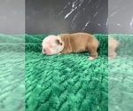 Puppy Merry AKC Boston Terrier