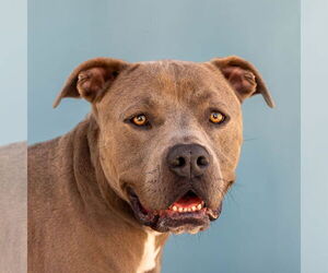 American Pit Bull Terrier Dogs for adoption in Pasadena, CA, USA