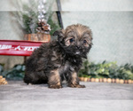 Small Photo #10 Shiranian Puppy For Sale in SHILOH, OH, USA