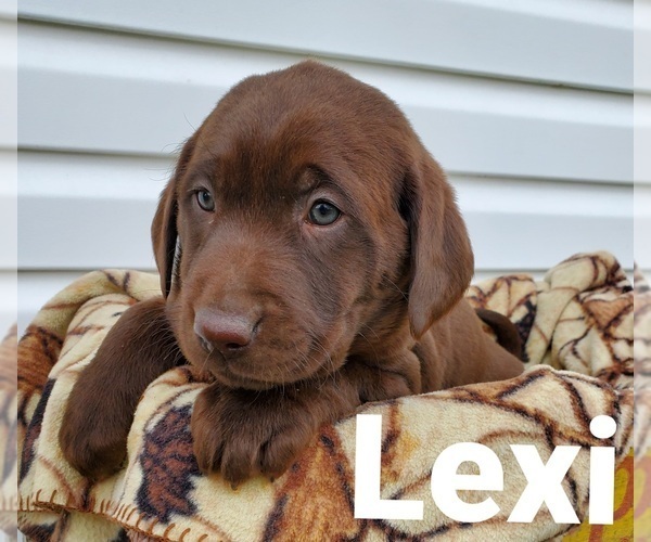 Medium Photo #2 Labrador Retriever Puppy For Sale in SEDALIA, MO, USA