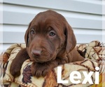 Small Photo #2 Labrador Retriever Puppy For Sale in SEDALIA, MO, USA