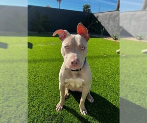Staffordshire Bull Terrier-Weimaraner Mix Dogs for adoption in Chandler, AZ, USA