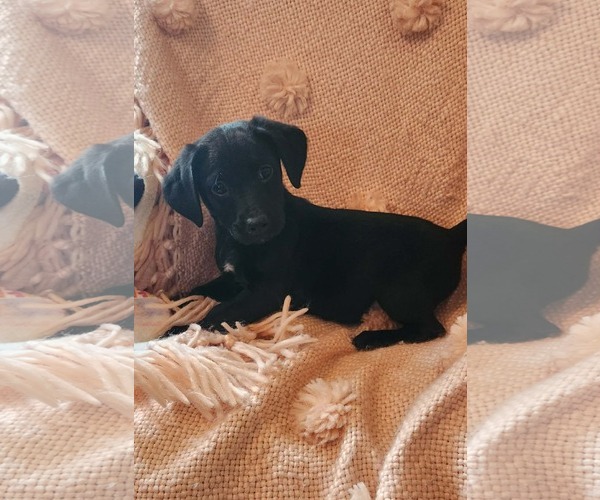 Medium Photo #2 Golden Labrador Puppy For Sale in SHERBURNE, NY, USA