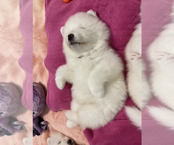 Medium Photo #19 Samoyed Puppy For Sale in DALY CITY, CA, USA