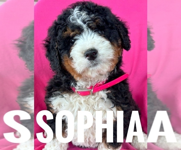 Medium Photo #1 Bernedoodle (Miniature) Puppy For Sale in BOWLING GREEN, KY, USA