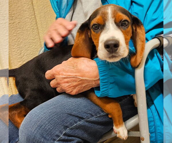 Medium Photo #6 Bagle Hound Puppy For Sale in Dunnellon, FL, USA
