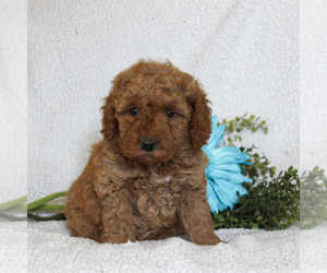 Medium Goldendoodle-Poodle (Miniature) Mix