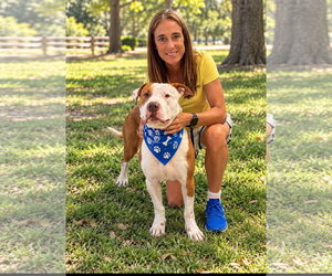 Harvey - Male Mutt Dog for Adoption - Photo #2