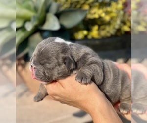 English Bulldog Puppy for sale in LITCHFIELD PARK, AZ, USA