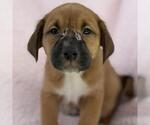 Chalk Pup - Tailor - Male Colonial Cocker Spaniel-Unknown Mix Dog for Adoption - Small photo