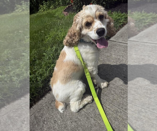 Medium Photo #2 Cocker Spaniel Puppy For Sale in Cliffwood, NJ, USA