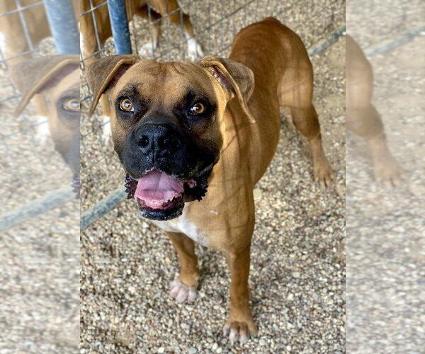 Medium Photo #12 Boxer Puppy For Sale in Austin, TX, USA