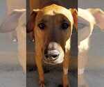 Small #10 American Pit Bull Terrier-Doberman Pinscher Mix