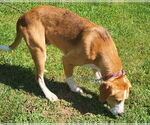 Small #2 English Foxhound Mix