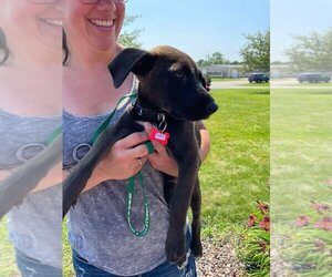 Labrador Retriever-Unknown Mix Dogs for adoption in Grafton, WI, USA