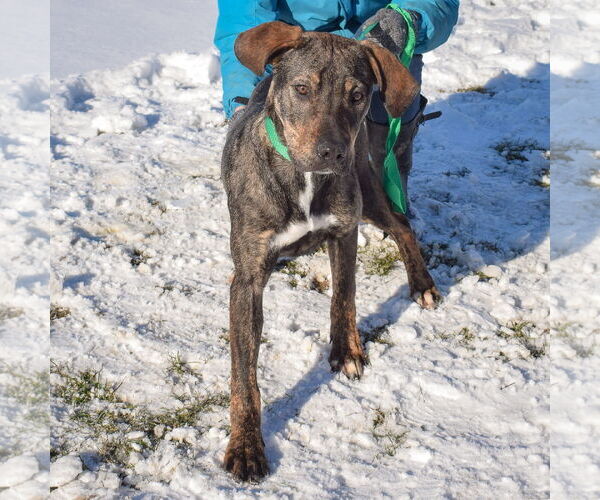 Medium Photo #3 Catahoula Leopard Dog-Labrador Retriever Mix Puppy For Sale in Huntley, IL, USA