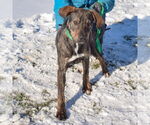 Small #2 Catahoula Leopard Dog-Labrador Retriever Mix