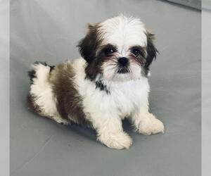 Shih Tzu Puppy for sale in DAYTON, TN, USA
