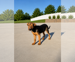Small Photo #2 Rottweiler Puppy For Sale in MIDWAY, UT, USA