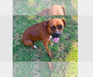 Boxer Dogs for adoption in Austin, TX, USA