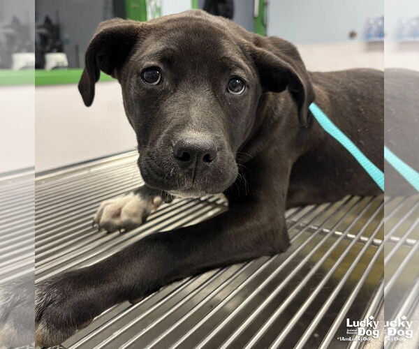 Medium Photo #1 Labrador Retriever-Retriever  Mix Puppy For Sale in Washington, DC, USA