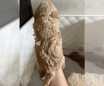 Small #3 Poodle (Toy)