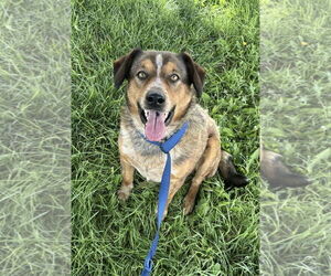 Australian Shepherd-Unknown Mix Dogs for adoption in Omaha, NE, USA