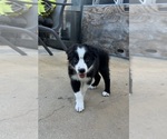 Puppy Harry Border Collie