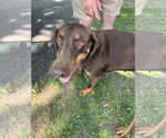 Small Doberman Pinscher