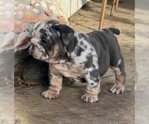 Medium Photo #2 Bulldog Puppy For Sale in ELK GROVE, CA, USA