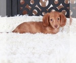 Small #3 Dachshund