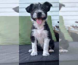 Mutt Dogs for adoption in Germantown, OH, USA