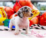 Small #10 Dachshund