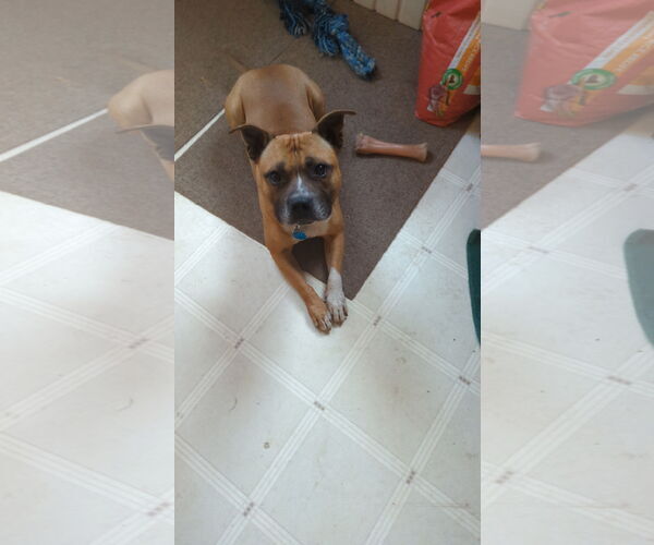 Medium Photo #6 Boxer-Staffordshire Bull Terrier Mix Puppy For Sale in Princeton, MN, USA